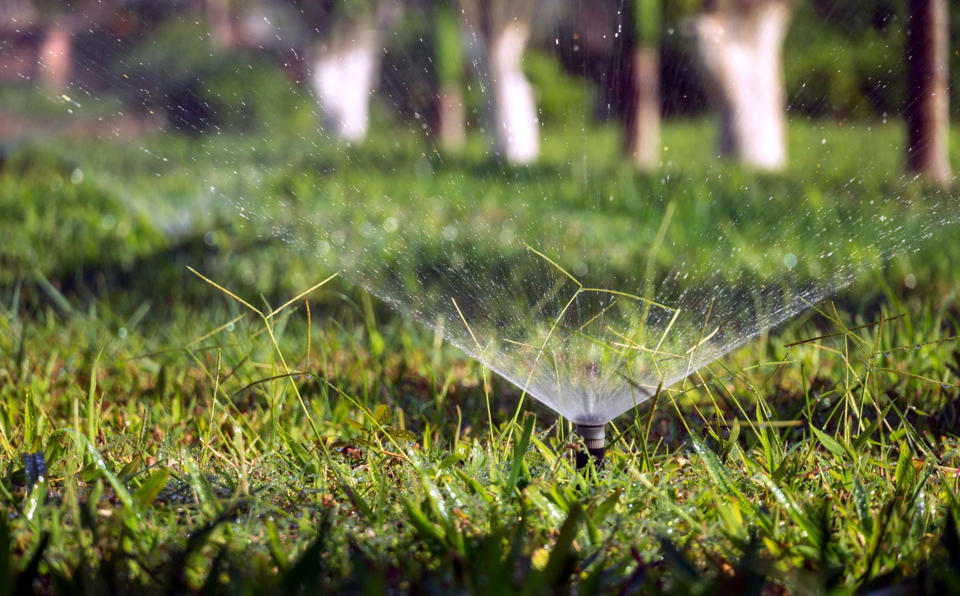 A close-up view of a garden sprinkler watering a lush green lawn in a sunny backyard.